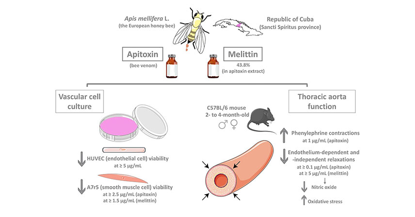 bee-venom-effects