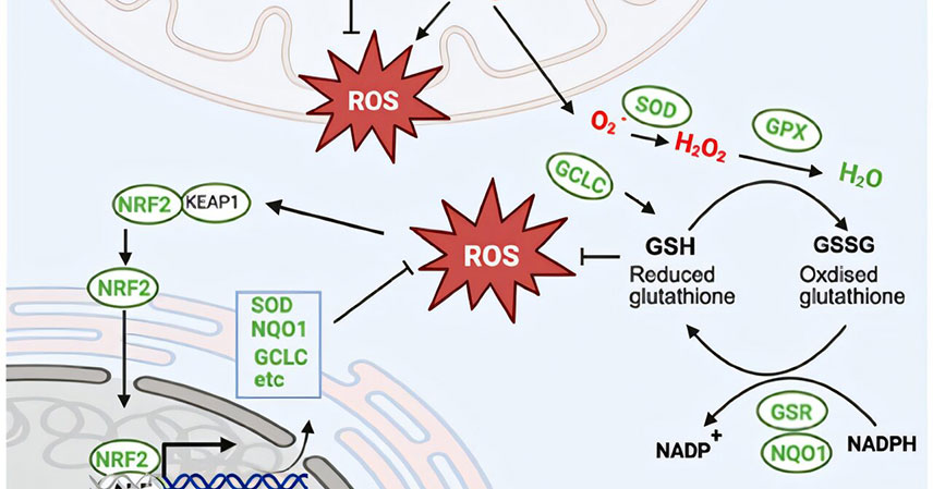 mitochondrial-rna-may