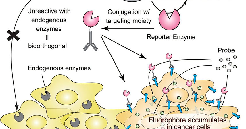 precision-tumor-imagin precision-tumor-imagin