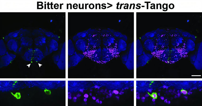 The Miniature Gourmand: How a Fruit Fly's Widespread Taste Guides Its Survival