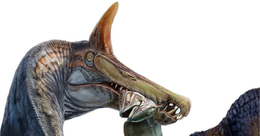 spinosaurus-mirabilis-main-Background-Removed-980x985